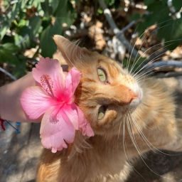 🌺⋆