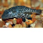 fish fanatics