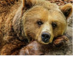 Bear club (subscriber club)