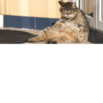 The chunky cats
