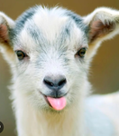 The Event Goats