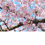 charryblossom19