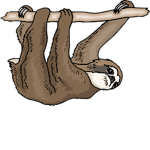 Derp Sloth