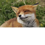RedFox Supporter Group