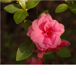 ~ RoseBud Fashion ~