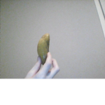 pickle.cult
