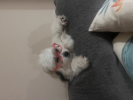 Ashley’s dog