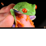 The red eyed tree frogs