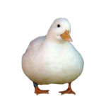 Duck On a Swing