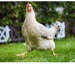 Honking Chickens :)