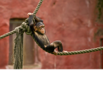 cool monkey clan