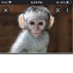 Monkey gang ###