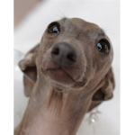 Little Italian Dog