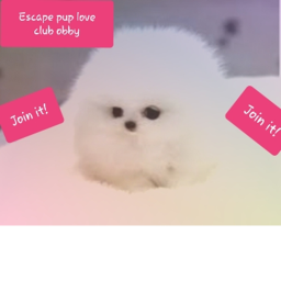 Escape the pup love club Obby