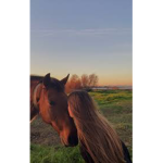Dawn stables