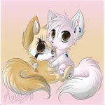 The fluffy pomerainians