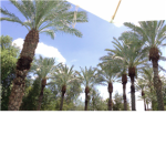 Palm