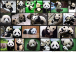 Panda ###### owning can join de group