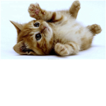 Love kittens