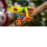 Stinki Frog Studios