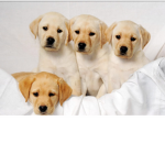 Puppies_Forever