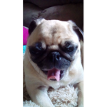 Pugs United Official Fan Club
