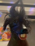 Strawberry dog!