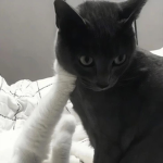 Emodorks