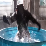 Become Monkey