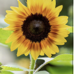 Sun sunflower