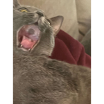 Sushi The cat :]