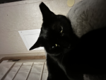 -Catz-