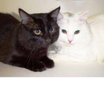 aesthetic kittens 1