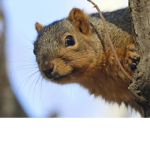 --DA REAL SQUIRREL FAN CLUB--