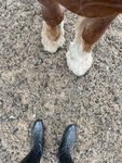 Sunshine_ Stables !