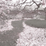 桜の花 <3