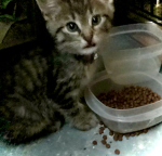 Yay for cats!