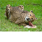 cheetah group