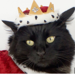 Cats rule dogs drool! (Literally)
