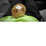 Rip lulu my best friend bff with alot more bff's
