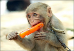 monkey masters