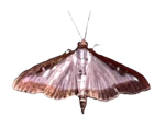 Moth Building Inc.