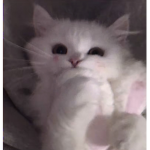 gh0ul<3