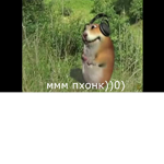 День фонка