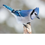 My Birds group