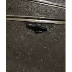 Raga ma chi che a perso un sondæle