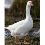The goose’s