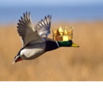 Ducks Rule