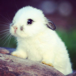 Conejo Kawaii nwn