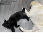 Cccccccattttt aaaaannndddd dddddooog is the best